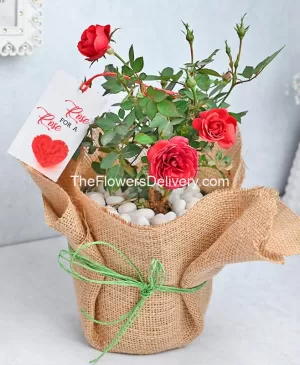Premium Rose Plant in Pakistan