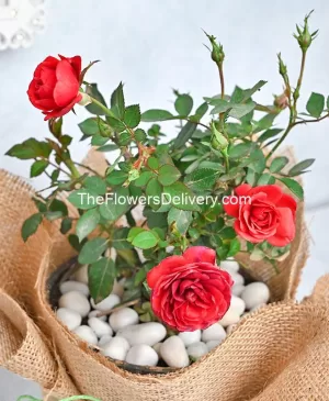 Premium Rose Plant