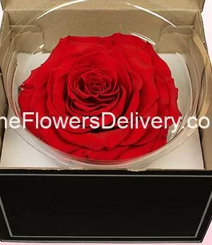 Forever Red Rose flowers in Pakistan