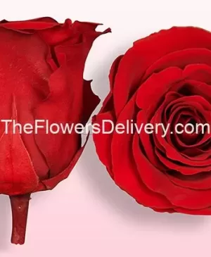 Long Lasting Rose Pakistan - TheFlowersDelivery.com