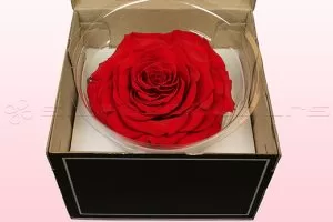 Valentine's Day Gifts -TheFlowersDelivery.com